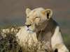 Dwyka Tented Lodge - Wildlife2