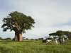 Magical Singita & Mozambique Journey