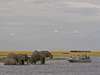 On Safari In Livingstone & Chobe