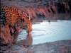 Ultimate South African Safari