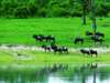 Splendid Cape Town, Sabi Sand & Vic Falls Holiday