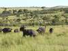 Gorillas & Game Parks Safari
