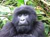 Gorilla, Game Parks & Zanzibar