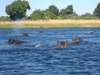 Delta & Chobe