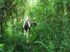 Amazing Apes Safari