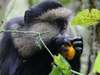 Exciting Gorilla Encounter