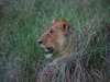 Southern Tanzania Safari Adventure