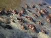 Southern Tanzania Safari Adventure