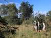 Selinda Canoe Trail Exploration