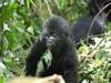Fly-In Gorilla Safari