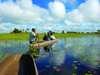 Set out and explore the waterways and islands of the Delta in a traditional mokoro canoe.
