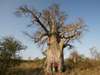 Huge baobabs are found across Northern Namibia - this one is in the Waterberg National Park.