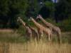 Zebra Plains, Walking Safari Camp