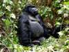 Gorilla trekking is one of main reasons people visit Rwanda. Explore the vast forests in search of these incredible animals.