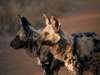 Wild dogs are a rare sight, but many safari goers can expect to see them in Madikwe Game Reserve and parts of Kruger.