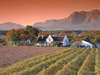 The Cape Winelands - just an easy 40 minute drive from Cape Town - are filled with award-winning wine estates.