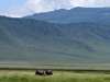 The Ngorongoro Crater is commonly known as 'Africa's Wildlife Zoo', due to its huge numbers of animals relative to the area.