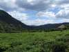 Uganda is quite a rural country, with plenty of fields, hills and valleys dedicated to farming.