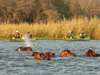 Hippos are considered one of Africa's most dangerous animals - remember to keep your distance!