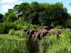 Singita Lebombo Lodge - Wildlife 