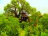 Tarangire Treetops - tree suites
