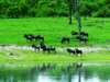 Affordable Kruger & Mauritius Honeymoon