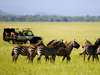 Luxury Safaris gallery4