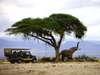 Luxury Safaris gallery5