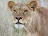 55 Botswana Gallery 11