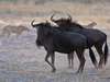 55 Botswana Gallery 13
