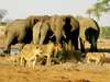 55 Botswana Gallery 16