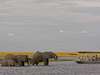 6295 - Chobe gallery2 