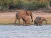 6295 - Chobe gallery6