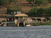 6295 - Chobe gallery7