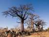 6295 - Chobe gallery13