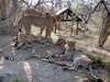 6333 Kruger 3
