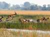 6371 - Okavango Delta Gallery12