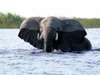 Delta & Chobe Trail