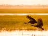 Gorongosa has phenomenal birdlife: here a grey crowned crane & spur-winged goose fly over the wetlands. © Steven Le Vourch