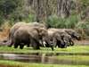 Gorongosa is home to about 300 elephants, often seen at the park’s rivers & waterholes in the dry season.