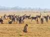 A favoured hunting ground: a herd of waterbuck & a lioness on the Gorongosa floodplains. © Michael dos Santos