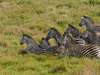 Gorongosa is home to Crawshay’s zebra, whose stripes are thinner & denser than other zebra species. © Paul Kerrison