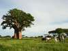 Zimbabwe Gallery7