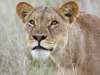 Botswana Luxury Gallery4