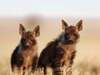 Botswana Luxury Gallery10