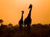 Botswana Honeymoon Gallery3