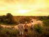 Tanda Tula Safari Club