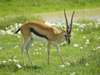 Ngorongoro Crater Gallery4