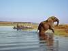 Chobe Safari Lodge