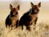 Jack's Camp - Wild Dogs